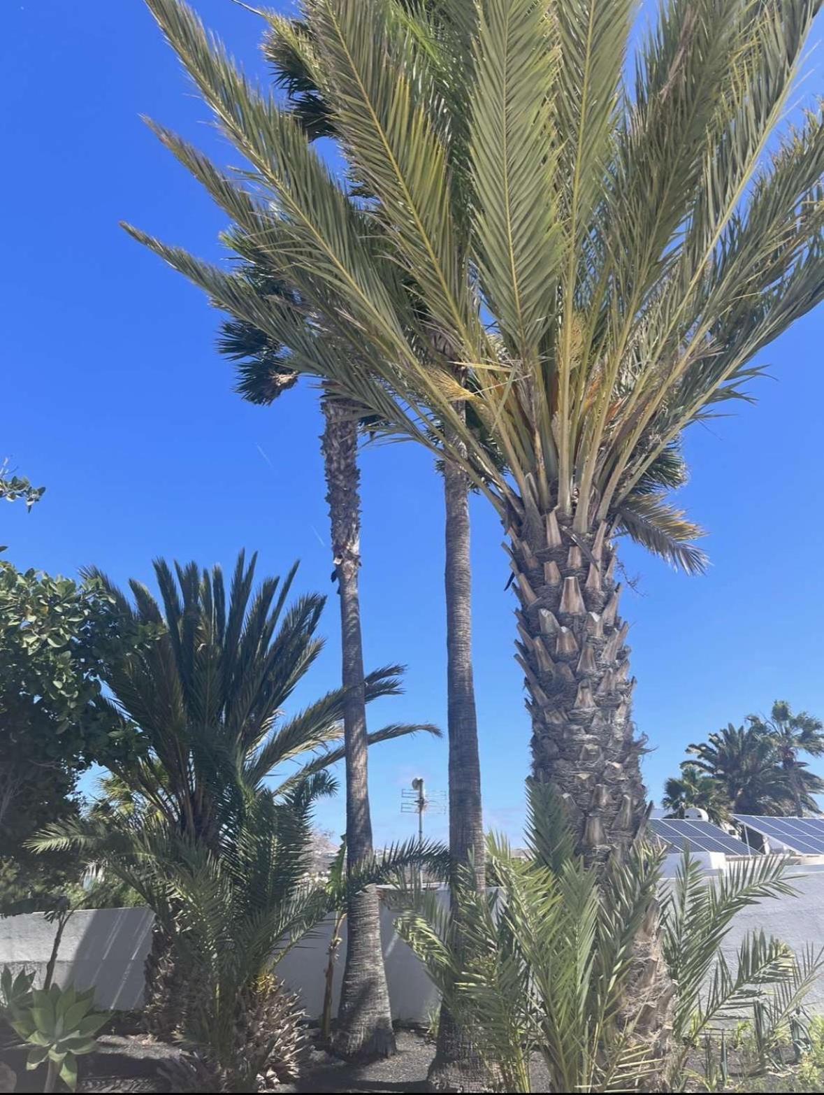 Villa Rosa Puerto del Carmen  Exteriör bild